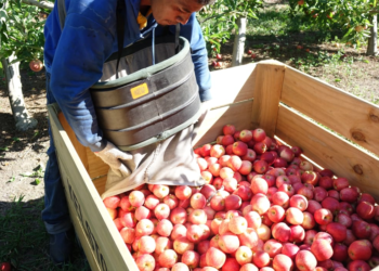 Recognised Seasonal Employment (RSE) under review