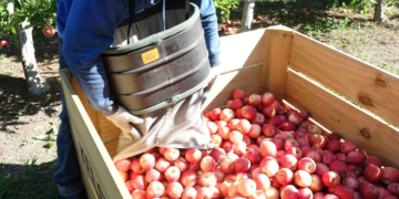 Recognised Seasonal Employment (RSE) under review