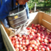 Recognised Seasonal Employment (RSE) under review