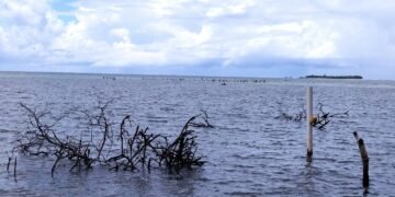 Fighting against the wave: The Restless Seas of Walande