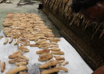 Transparency Solomon Islands calls on police to investigate illegal harvesting of bech-de-mer in Malaita Outer Islands