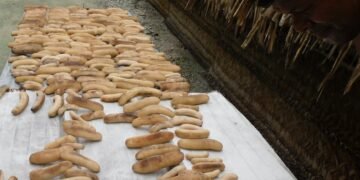 Transparency Solomon Islands calls on police to investigate illegal harvesting of bech-de-mer in Malaita Outer Islands