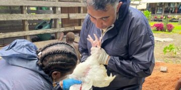 Dr-Sripad-Sosale-treats-a-chicken-from-the-avian-disease-outbreak-area-of-Solomon-Islands