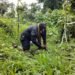 Police Commends Choiseul Communities for Bomb Disposal