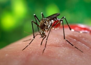 Six Confirmed Zika Cases in Honiara