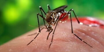 Six Confirmed Zika Cases in Honiara