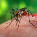 Six Confirmed Zika Cases in Honiara