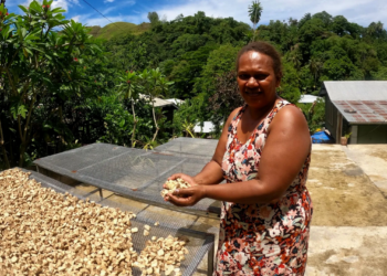 How an entrepreneur exports kava from the Solomon Islands to the world