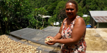 How an entrepreneur exports kava from the Solomon Islands to the world