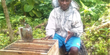 Lack of Tools and Training Hinders Honey Farmers on Ulawa