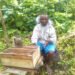 Lack of Tools and Training Hinders Honey Farmers on Ulawa