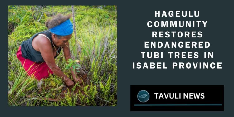 Hageulu Community Restores Endangered Tubi Trees in Isabel Province