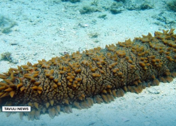 Fisheries Ministry Sets Prices for Beche-de-Mer Products