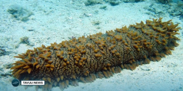 Fisheries Ministry Sets Prices for Beche-de-Mer Products