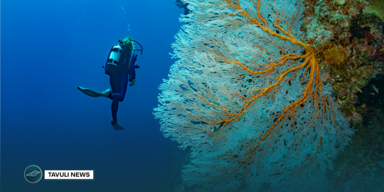 Diving Joes Wall, Gizo, Solomon Islands1