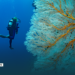 Diving Joes Wall, Gizo, Solomon Islands1