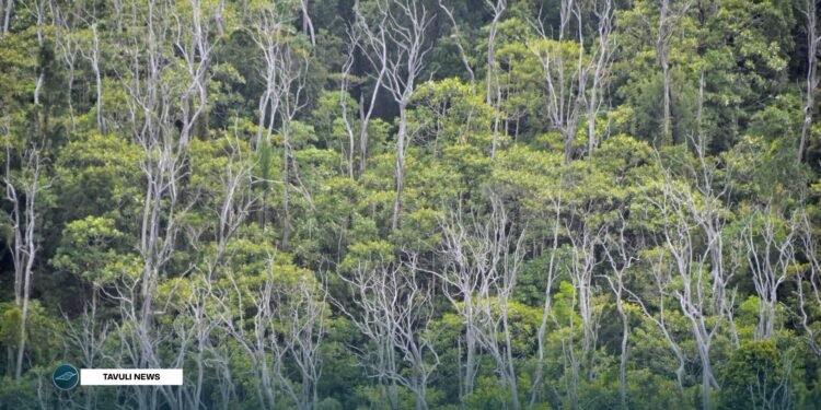 The rich forest of Tubi trees in the highlands of Hageulu village | Photo by NIPS
