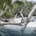 Stock image illustrating sea level rise (Mwanahuki village). Not specific to Santa Catalina.
