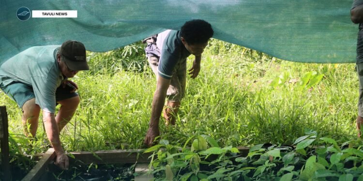 Farmers at Nukukaisi village at their cocoa nursery.