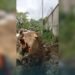 This week they carry out initial works on the Rifle Range road by drainage, overgrown vegetation clearance, and next will be sealing specific sections.