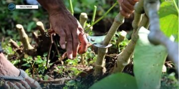 Global Kava Testing Signals Export Stakes for Solomon Islands