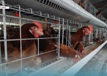 Some of the layer cages purchased by supporting grant funding from MALD 2025