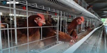 Some of the layer cages purchased by supporting grant funding from MALD 2025