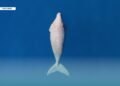 Hunting and Habitat Loss Threaten Dugongs