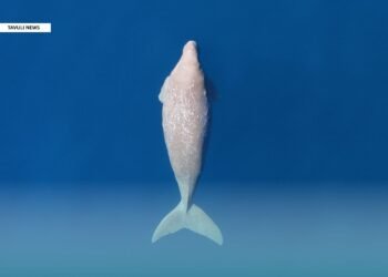 Hunting and Habitat Loss Threaten Dugongs