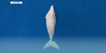 Hunting and Habitat Loss Threaten Dugongs