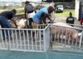 KG FARM RECEIVES PIGS FOR BREEDING PROGRAM
