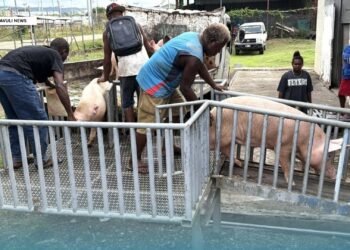 KG FARM RECEIVES PIGS FOR BREEDING PROGRAM