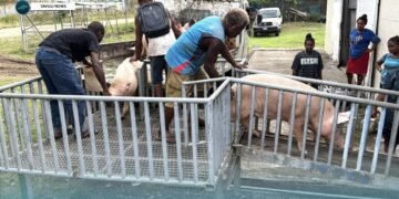 KG FARM RECEIVES PIGS FOR BREEDING PROGRAM