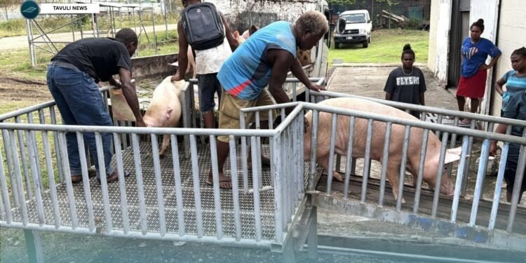 KG FARM RECEIVES PIGS FOR BREEDING PROGRAM