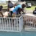 KG FARM RECEIVES PIGS FOR BREEDING PROGRAM