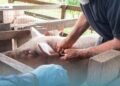 MALD STRENGTHENS LIVESTOCK HEALTH SERVICES IN MALAITA