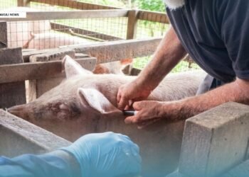 MALD STRENGTHENS LIVESTOCK HEALTH SERVICES IN MALAITA