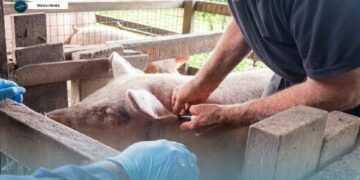 MALD STRENGTHENS LIVESTOCK HEALTH SERVICES IN MALAITA