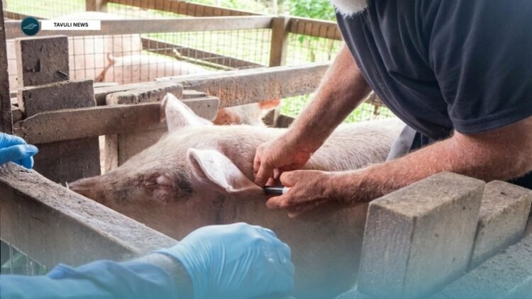 Dr. Rodney Star, Livestock Veterinary Consultant and leader of the MALD veterinary outreach programme treating pigs during his team tour in Auki