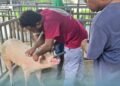 SIART/MALD Pig Breed Improvement Program Makes Progress