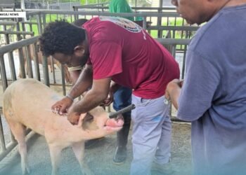 SIART/MALD Pig Breed Improvement Program Makes Progress