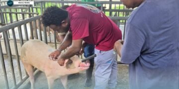 SIART/MALD Pig Breed Improvement Program Makes Progress