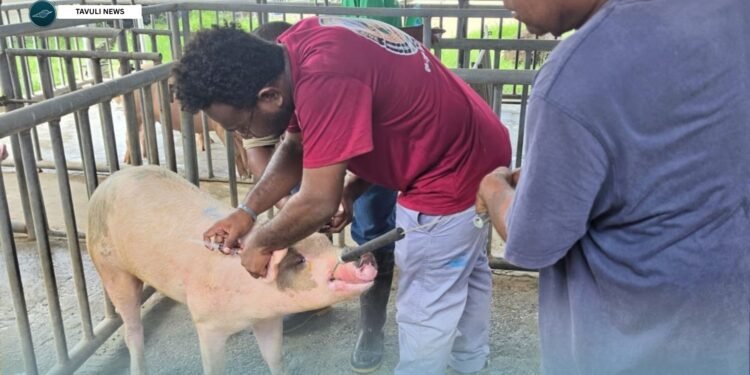 SIART/MALD Pig Breed Improvement Program Makes Progress