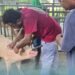SIART/MALD Pig Breed Improvement Program Makes Progress