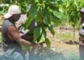 IPDM Cocoa Training For West Marovo Farmers Completed