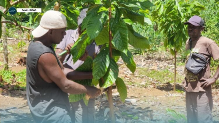 Cocoa Consultant Mr. Robert Waisu demonstrates how to carry out top grafting while a cocoa farmer from Michi looks on attentively.