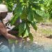 IPDM Cocoa Training For West Marovo Farmers Completed