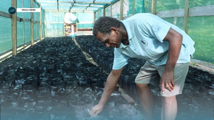 A local farmer from North Malaita in their ABPO’s cocoa nursery. SIART has supported cocoa ABPOs in Guadalcanal, Malaita and Makira/Ulawa Province with 31 nurseries and also providing 300,000 seedlings.