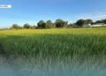 Rice Trial Enters Final Stage Ahead of Harvest
