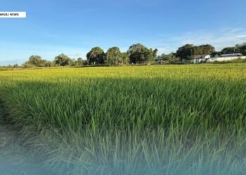 Rice Trial Enters Final Stage Ahead of Harvest